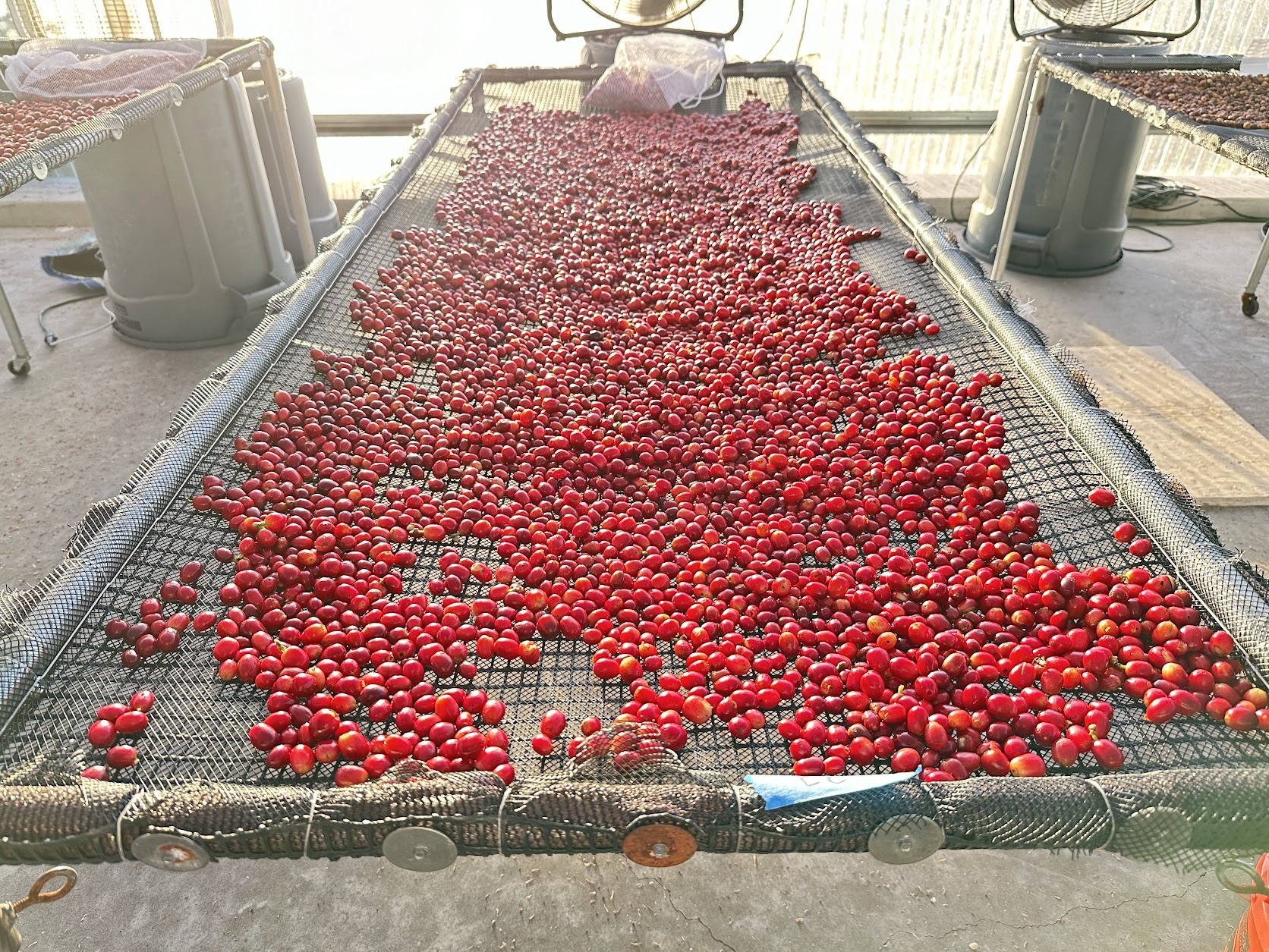 Coava Coffee Roasters - Monarch Farms: Hawaii Special Release